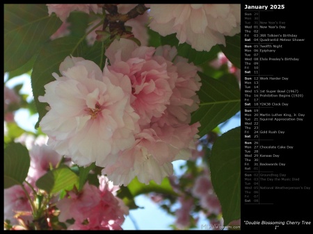 Double Blossoming Cherry Tree I