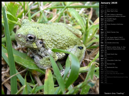 Eastern Grey Treefrog