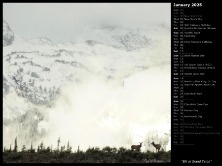 Elk at Grand Teton