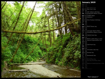 Fern Canyon I