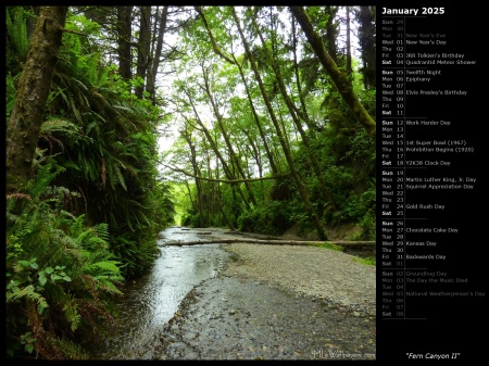 Fern Canyon II