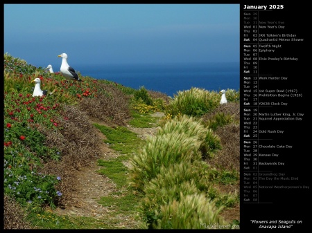 Flowers and Seagulls on Anacapa Island