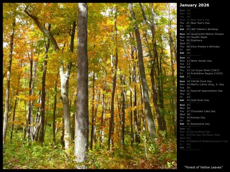 Forest of Yellow Leaves