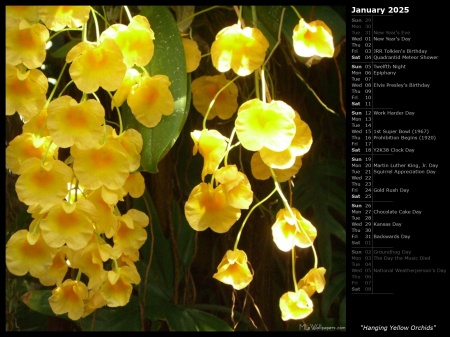 Hanging Yellow Orchids