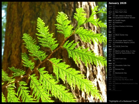 Highlights of a Redwood Tree