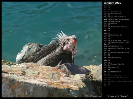 Iguana at St. Thomas