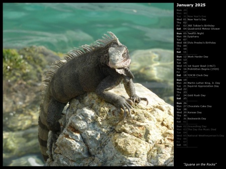 Iguana on the Rocks