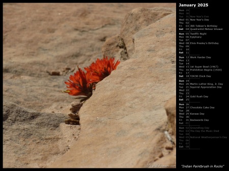 Indian Paintbrush in Rocks