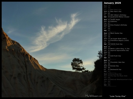 Lone Torrey Pine