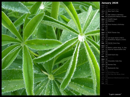 Lupin Leaves