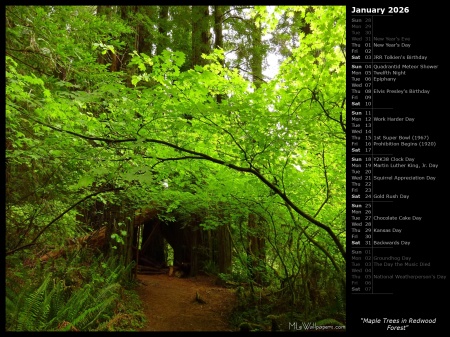 Maple Trees in Redwood Forest