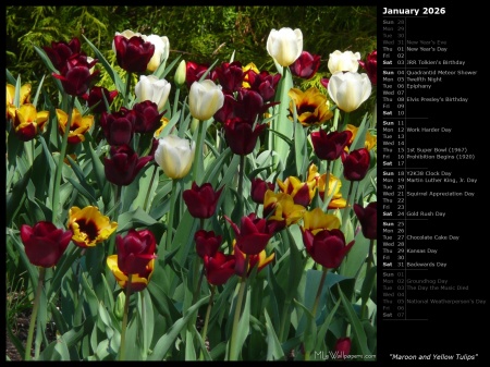 Maroon and Yellow Tulips