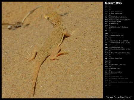 Mojave Fringe-Toed Lizard