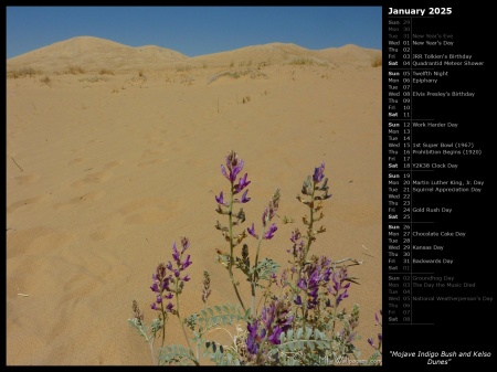 Mojave Indigo Bush and Kelso Dunes