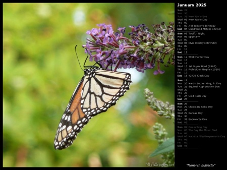 Monarch Butterfly