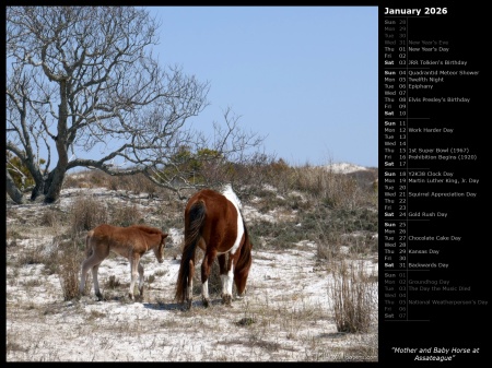 Mother and Baby Horse at Assateague