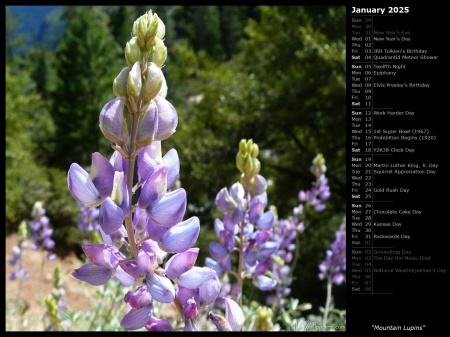 Mountain Lupins