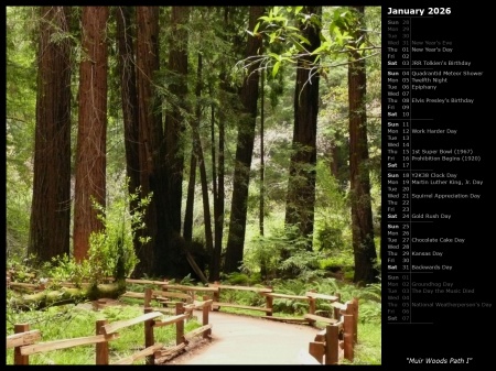 Muir Woods Path I