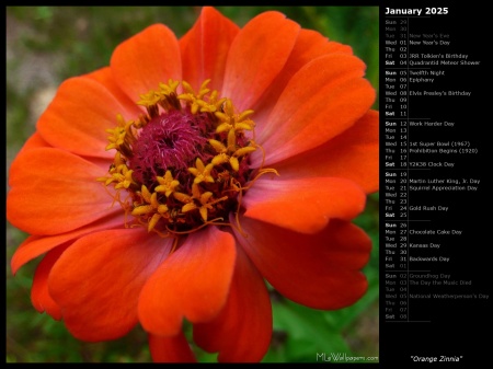 Orange Zinnia