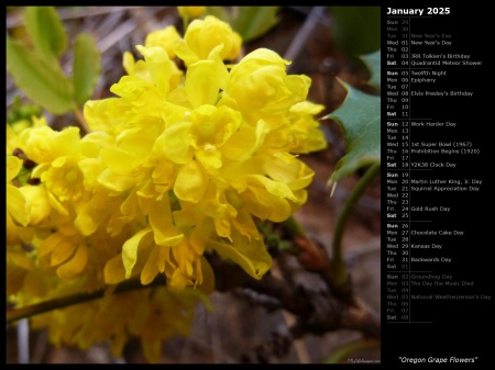 Oregon Grape Flowers