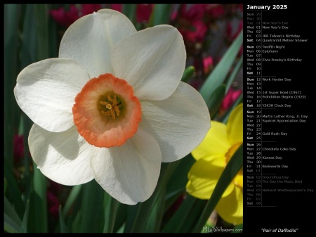 Pair of Daffodils