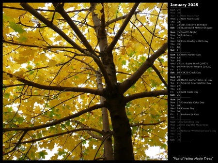 Pair of Yellow Maple Trees