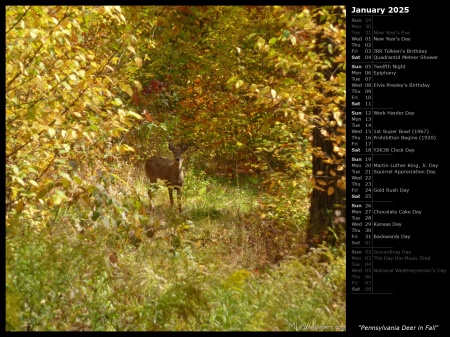 Pennsylvania Deer in Fall