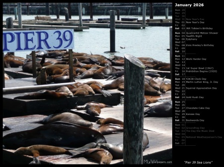 Pier 39 Sea Lions