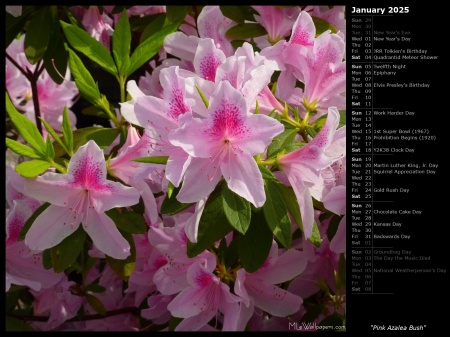 Pink Azalea Bush