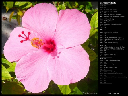 Pink Hibiscus