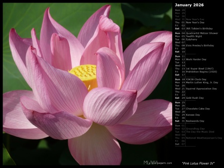 Pink Lotus Flower IV