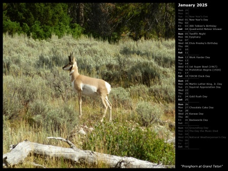 Pronghorn at Grand Teton