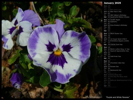 Purple and White Pansies