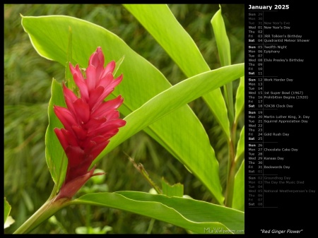 Red Ginger Flower