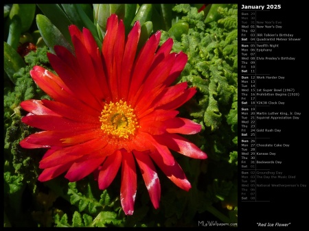 Red Ice Flower