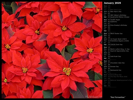 Red Poinsettias