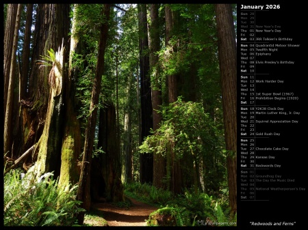 Redwoods and Ferns