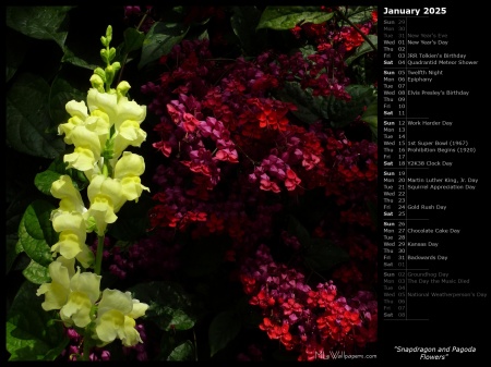 Snapdragon and Pagoda Flowers