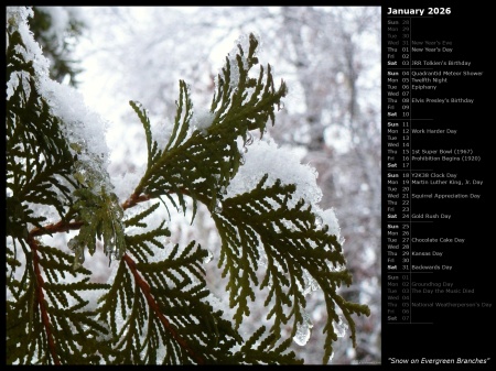 Snow on Evergreen Branches