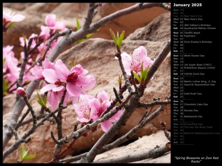 Spring Blossoms on Zion Red Rocks