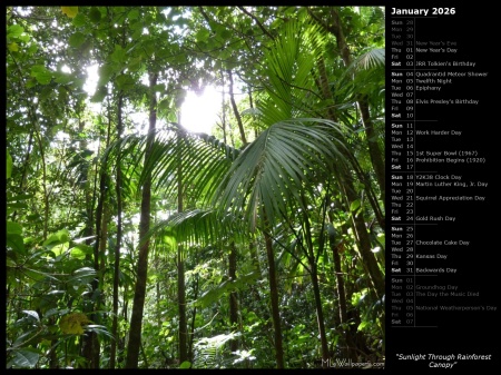 Sunlight Through Rainforest Canopy