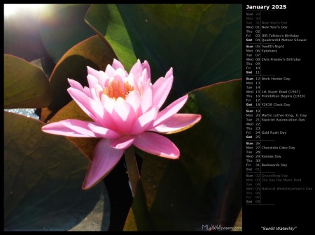 Sunlit Waterlily