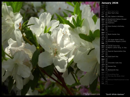 Sunlit White Azaleas