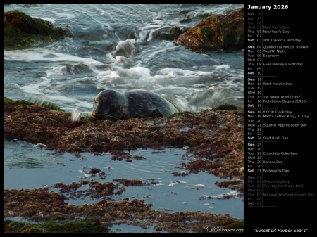 Sunset Lit Harbor Seal I