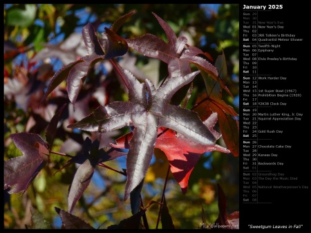 Sweetgum Leaves in Fall