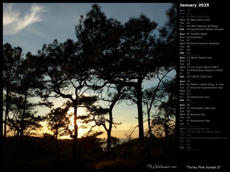 Torrey Pine Sunset II