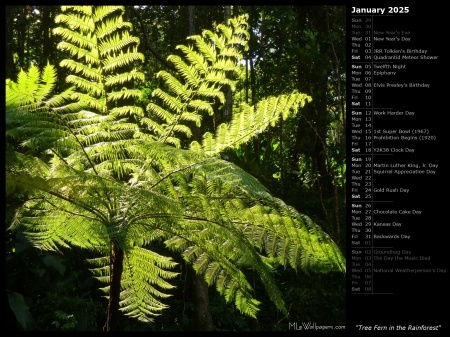 Tree Fern in the Rainforest