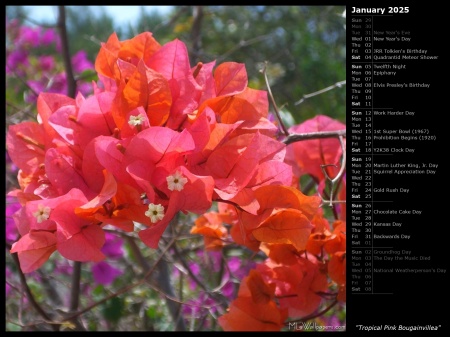 Tropical Pink Bougainvillea