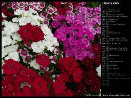 White, Pink and Red Dianthus