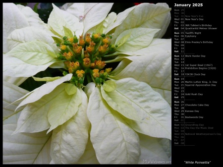 White Poinsettia